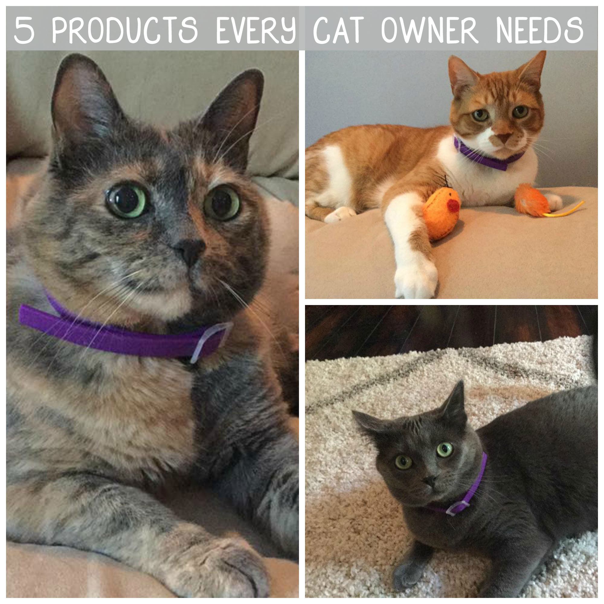 5-Products-Every-Cat-Owner-Needs